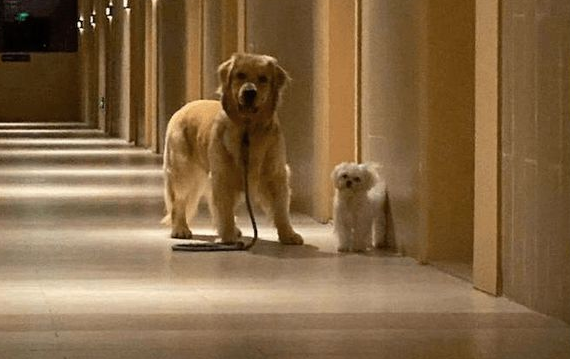 主人墨迹迟迟不出门，两只狗狗转身就飞奔起来：再见，我要去远航