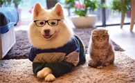 家里的人一端碗猫和狗就跑来叫