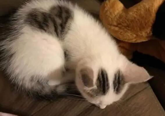 猫咪蜷缩着是为什么会叫呢 猫咪蜷缩着是为什么会叫呢