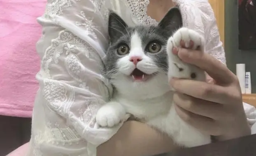 蓝白英短母猫会发腮吗?你该如何应对? 蓝白英短母猫会发腮吗?你该如何应对?