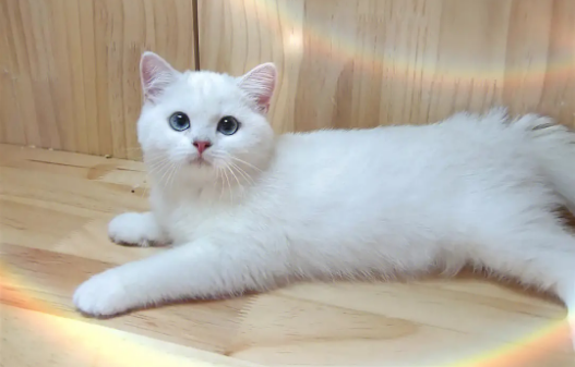 银点猫眼睛变色过程