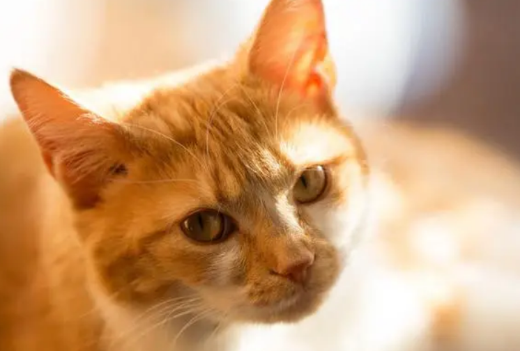 为什么说猫不能白拿