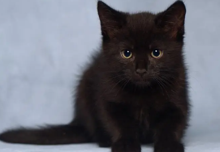 猫咪为什么长得黑色的东西