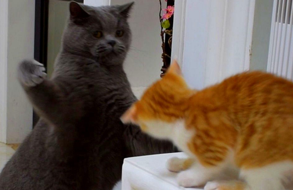 猫咪为什么见面就打架呢怎么回事