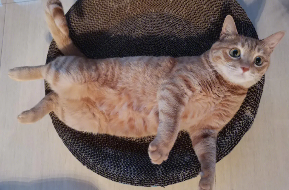 为什么橘猫被称为橘座 为什么橘猫被称为橘座