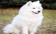 萨摩耶犬掉毛程度,绝对惊呆你