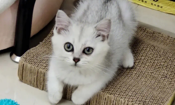 10平米小屋能养猫吗