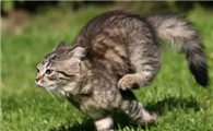 猫咪为什么会追着咬人