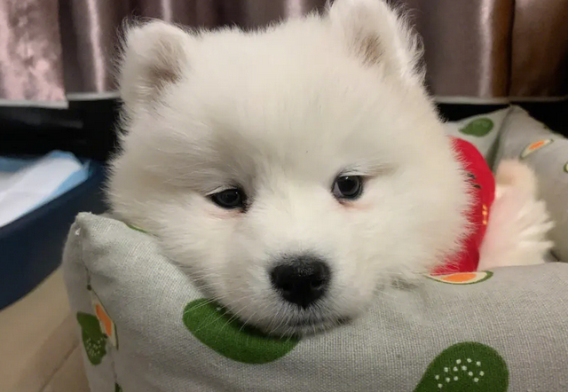 萨摩耶犬的优缺点,还不快来了解一下~ 萨摩耶犬的优缺点,还不快来了解一下~
