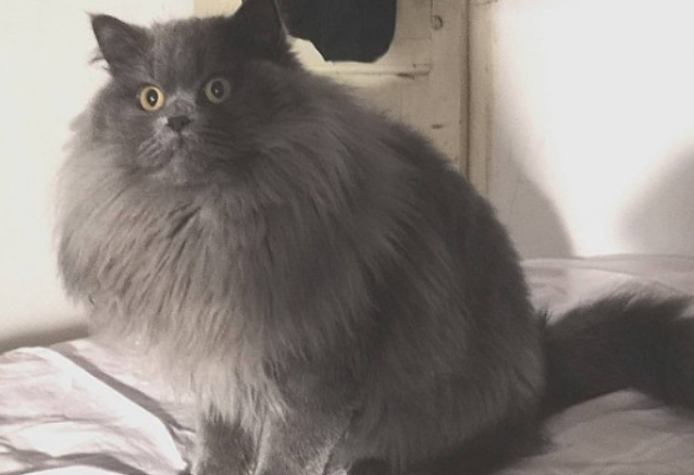 返祖猫的缺点
