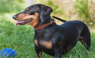 短毛腊肠犬多少钱一只?想养的看过来