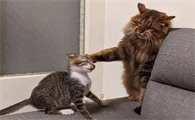 二猫来了大猫性格变了