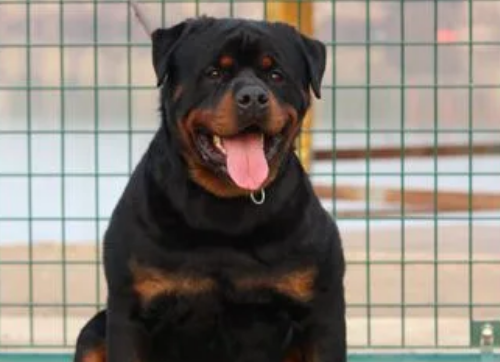 怎么训练罗威纳犬握手?来这里了解下吧 怎么训练罗威纳犬握手?来这里了解下吧