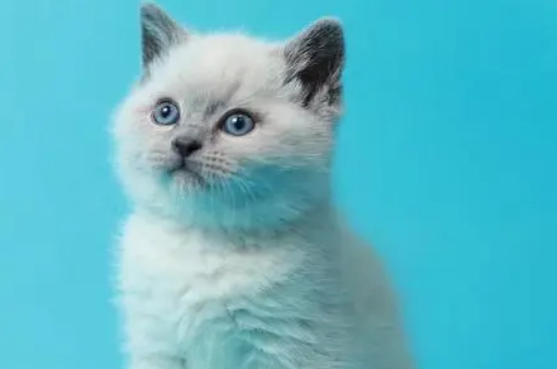重点色短毛猫不能吃什么？主人喂食要慎重。
