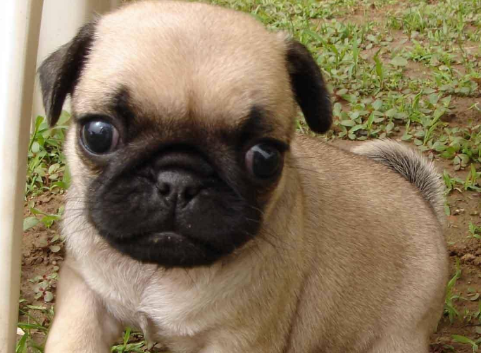 巴哥犬很瘦怎么办？该怎么去改变？