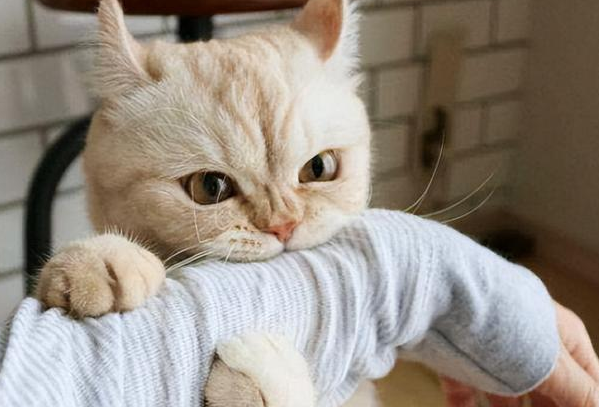 猫咪为什么喜欢攻击人呢