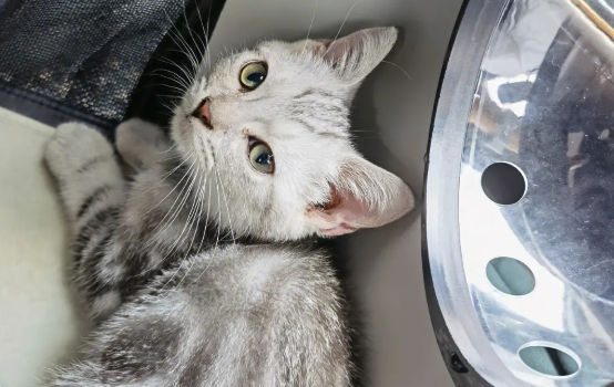 猫咪不看自己为什么
