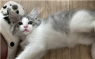 猫咪为什么喜欢蹭拖鞋