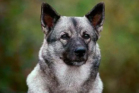 挪威伦德猎犬拉稀怎么办?来这里看看吧 挪威伦德猎犬拉稀怎么办?来这里看看吧