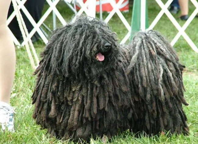 波利犬趴下怎么训练？此处有解答