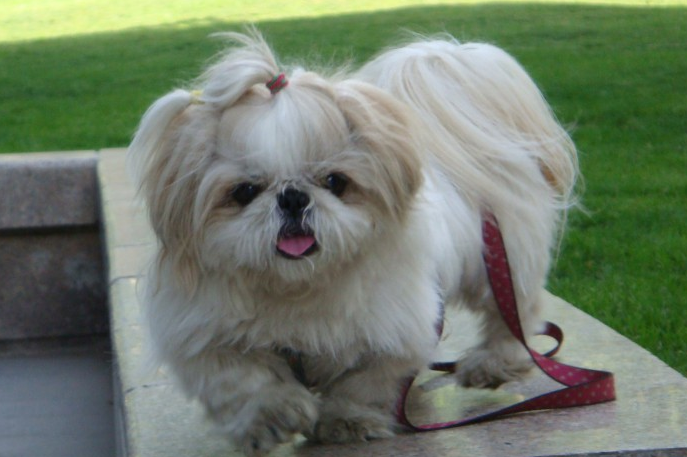西施犬发烧怎么办?来这里看看吧 西施犬发烧怎么办?来这里看看吧