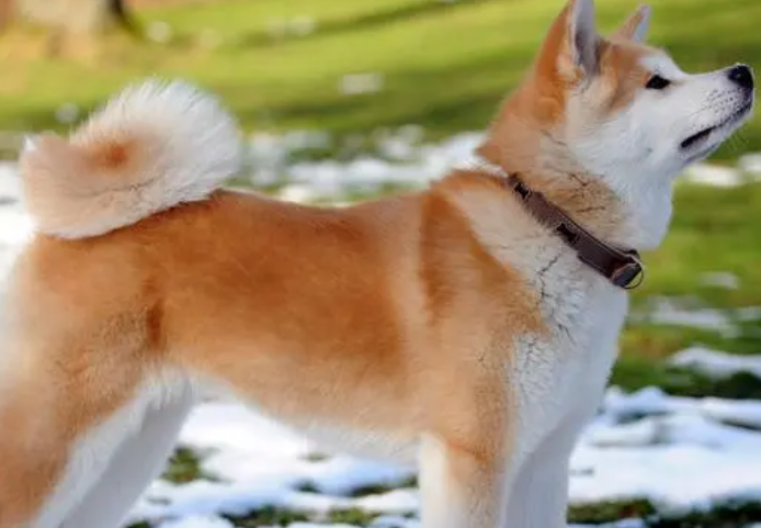 秋田犬母犬什么时候发情？来这里看看吧