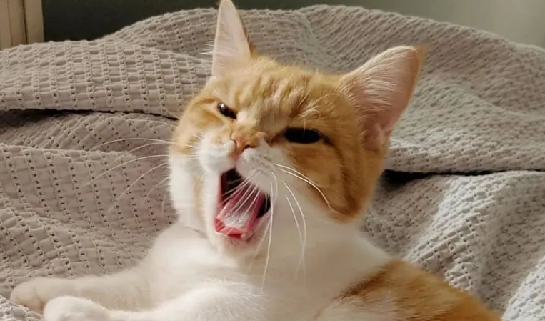 能吸引猫的声音10秒