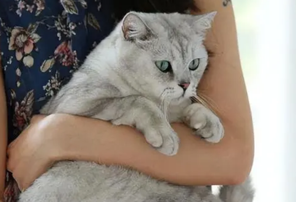 为什么猫咪喜欢抱着主人