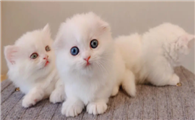 为什么拿破仑猫不建议养