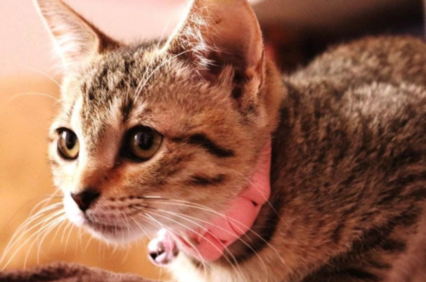 猫咪为什么不看人照片