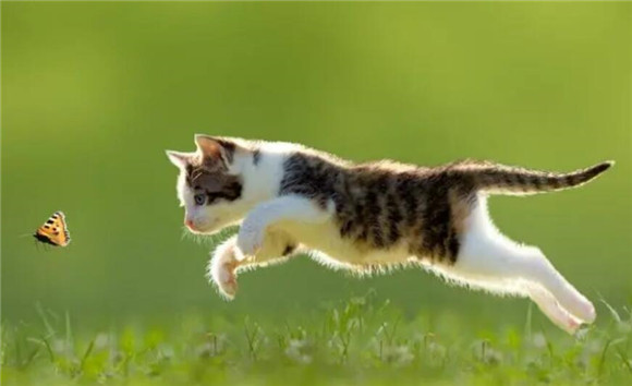 猫咪为什么在墙上蹭人脸呢 猫咪为什么在墙上蹭人脸呢