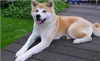 为什么要禁养秋田犬？说了你别不信