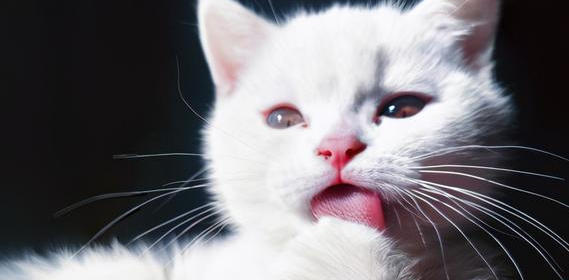 妹子兴冲冲抱回了两个月的小奶猫..... 妹子兴冲冲抱回了两个月的小奶猫.....