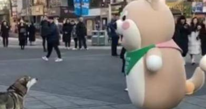 二哈挑衅街上的玩偶，见形势不对立马就怂 