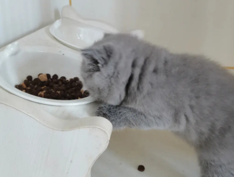 英国短毛猫吃什么猫粮