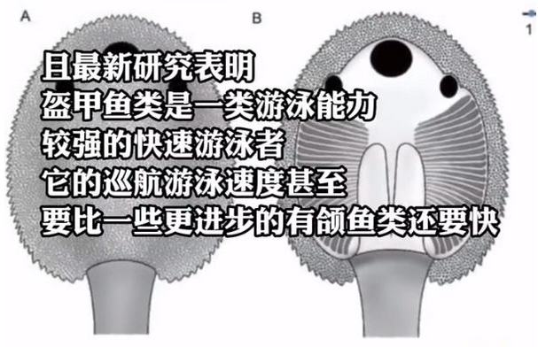 广西发现九尾狐甲鱼化石 它的名字取自《山海经》中的上古神兽“九尾狐”
