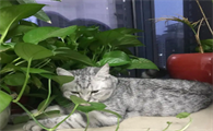 养猫可以养什么绿植