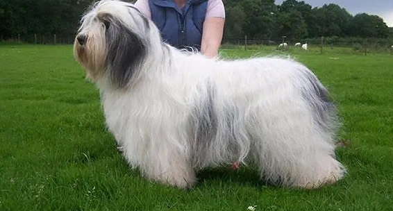 怎么训练波兰低地牧羊犬拜拜？学起来简单又快速！