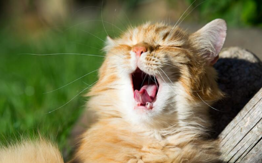 深夜防止猫叫的神器 深夜防止猫叫的神器