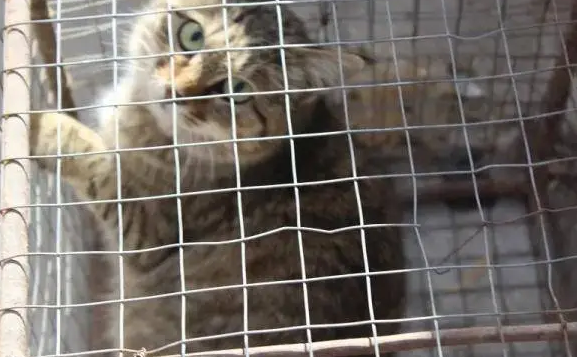 野猫关笼子能去掉野性吗