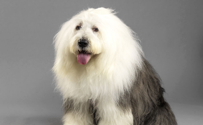 英国古代牧羊犬感冒怎么办？怎么治疗？
