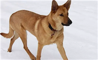 奇努克犬缺钙怎么办?怎么补钙?