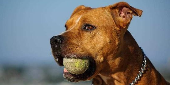 怎么禁止惠比特犬咬人？方法我教你！