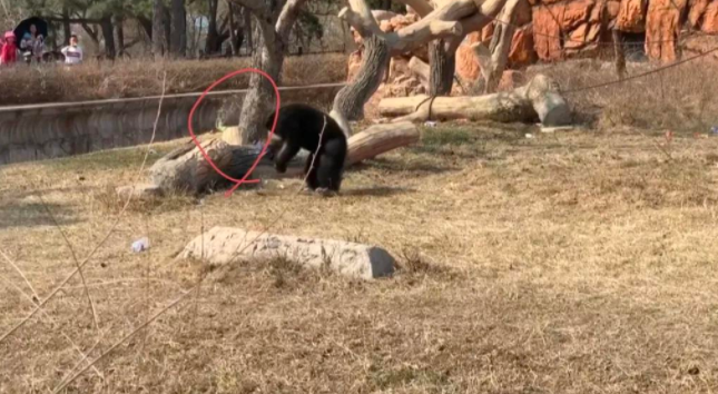 猩猩被游客扔瓶子砸头后扔回反击 动物园:猩猩学游客 被教坏了 猩猩被游客扔瓶子砸头后扔回反击 动物园:猩猩学游客 被教坏了