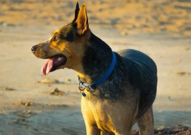 德国牧羊犬不能吃什么水果?来这里看看吧 德国牧羊犬不能吃什么水果?来这里看看吧