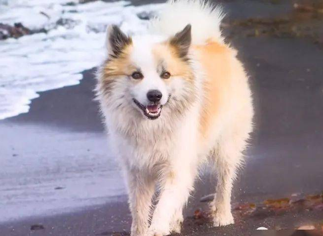 冰岛牧羊犬腹泻怎么办?宠主来get下吧 冰岛牧羊犬腹泻怎么办?宠主来get下吧