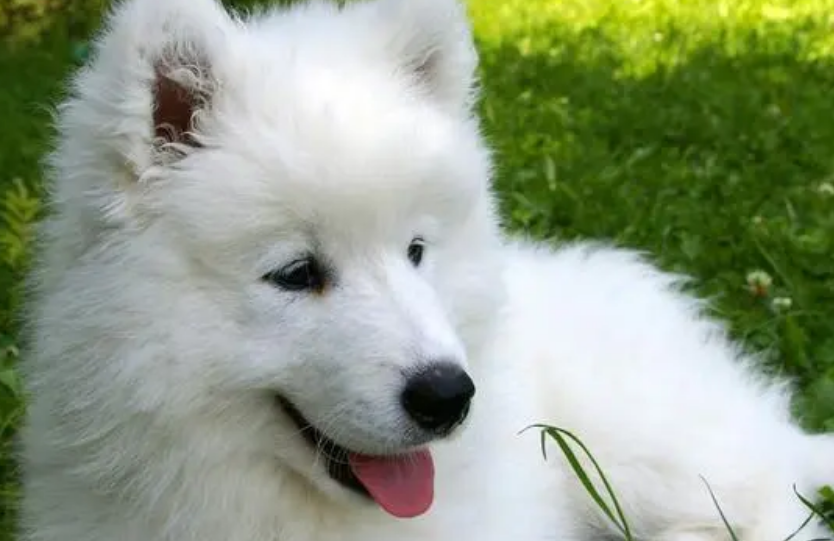 萨摩耶犬咳嗽怎么办？主人要重视