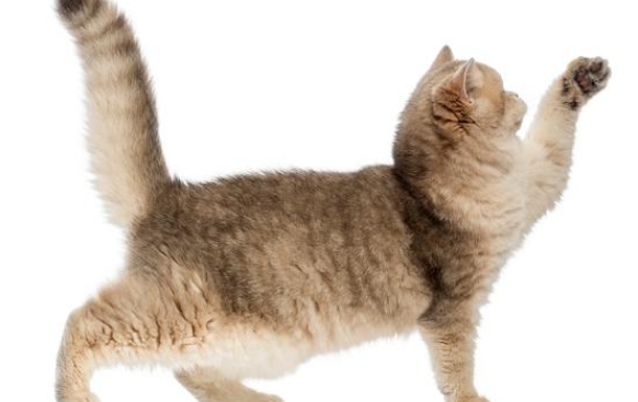 猫咪尾巴为什么僵硬