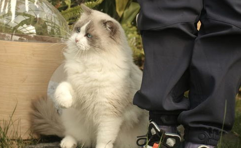 猫咪的毛为什么会变红