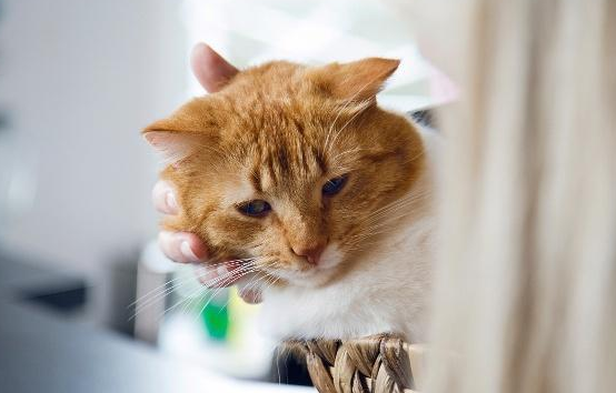 猫咪心情不好怎么回事 猫咪心情不好怎么回事
